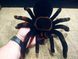 Павук Тарантул на радіоуправлінні з очима 30 см Cute Sunlight 871 Tarantula 2123467743 фото 7