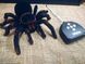 Павук Тарантул на радіоуправлінні з очима 30 см Cute Sunlight 871 Tarantula 2123467743 фото 8