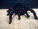Павук Тарантул на радіоуправлінні з очима 30 см Cute Sunlight 871 Tarantula 2123467743 фото 5