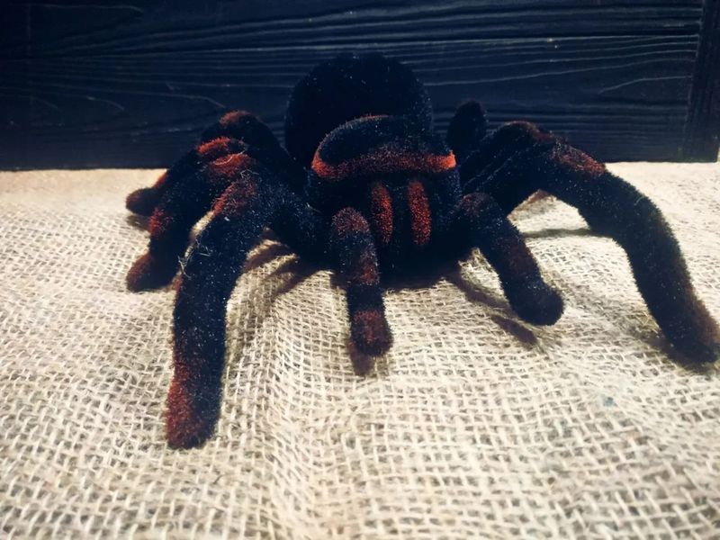 Павук Тарантул на радіоуправлінні з очима 30 см Cute Sunlight 871 Tarantula 2123467743 фото
